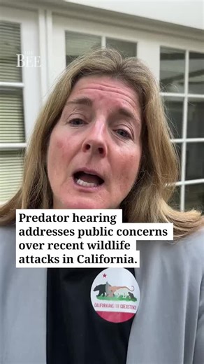 California lawmakers on Jan. 28 took initial steps toward addressing the public safety concerns posed by the state’s growing populations of wolves, mountain lions and other predators — issues the state’s top environmental official called a crisis. A packed hearing before the Assembly Committee on Water, Parks and Wildlife drew lawmakers from throughout the state and nearly 100 members of the public. They were there to begin discussions on how to protect both wildlife and people after a bloody sp