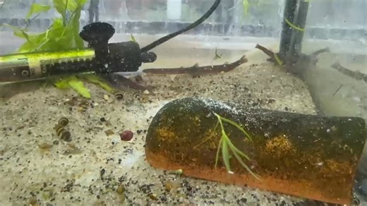 Black Kuhli Loach 🖤 A shy, eel-like bottom dweller that thrives in groups. Peaceful and nocturnal, it enjoys soft substrates, hiding spots, and clean, well-oxygenated water in community aquariums. | Pet Zone Tropical Fish, San Diego, California