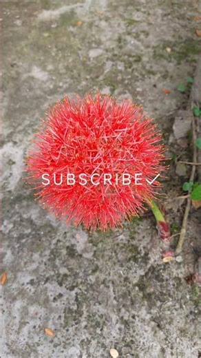 Fireball Lily Bloom | Nature's Red Explosion\r\r. #mayflower #flowershorts