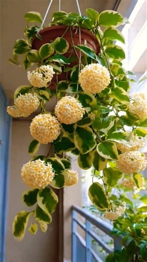 Winter hanging baskets plants #gardenplants #winterflowers #hangingplants