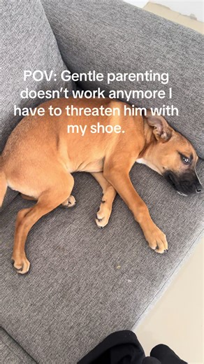 Spoilt Dog Jack: A Hilarious Encounter on the Couch