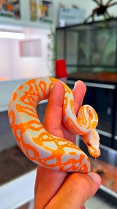 153K views · 4.9K reactions | JOKER  my mahogany leopard albino ball python  #snakes #snakesofinstagram #snakesphotography #ballpython #ballpythonmorphs #viral #حيوانات #حيوانات_اليفه #ثعابين #ثعبان | Karimwildlife | Facebook