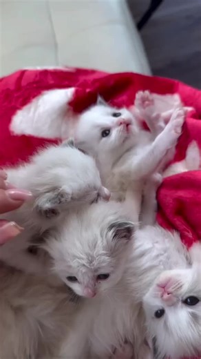 Caring for Ragdoll Kittens: Growing Strong and Playful
