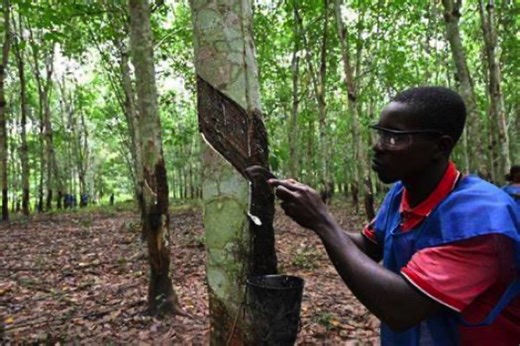 Structuration et suivi : la FPH-CI lance une nouvelle phase de l’enregistrement des producteurs de la filière hévéa en Côte d’Ivoire - Abidjan.net News