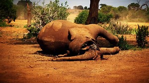 20,000 elephants are killed every year for ivory. The EU is the biggest exporter of ivory to China and Hong Kong, with exports of carvings experiencing an alarming increase in the last two years. It’s time to take action. Please join us by signing today! >> http://g.ifaw.org/2s6QuxQ | ifaw