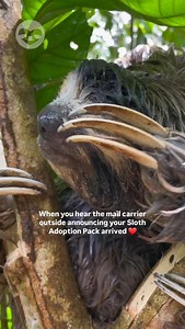 When you hear the mail carrier outside announcing that your Sloth Adoption Pack has just arrived ❤️ Adopt a Sloth, get gifts, and help sloths thrive! Comment or send us a dm for more information, or visit our website! | The Sloth Conservation Foundation
