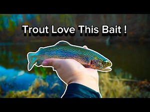 Best Bait for Trout Fishing: TESTED