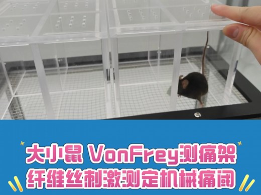 大小鼠 VonFrey纤维丝测痛实验