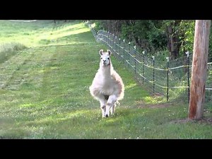 llama charging us! llama calls that work - not an attack or funny, just cute!