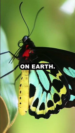 Meet the World’s Largest Butterfly: Queen Alexandra’s Birdwing
