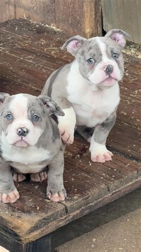 Understanding the Bully Pocket Breed