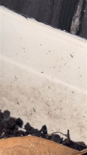 Variegated Plant Shop on Instagram: "Springtails — tiny soil helpers bouncing around, keeping the ecosystem healthy 🦘🌿 #Springtails #SoilLife #HealthySoil #PlantCareTips #IndoorJungle #PlantCommunity #HousePlantClub #BotanicalVibes"