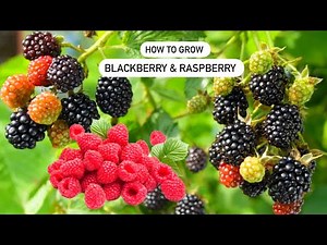 How to grow Raspberry and Blackberry in Containers