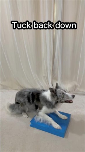 position changes front feet static - dog training