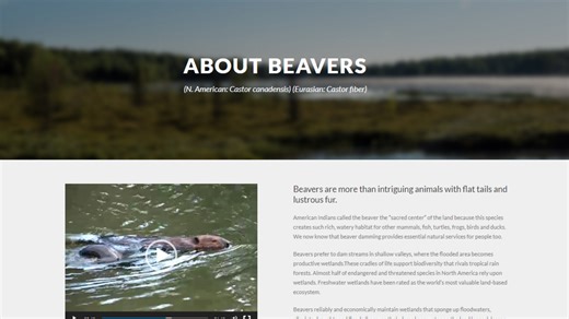 Happy International Day, Beavers! These furry rodents are crucial to our ecosystem