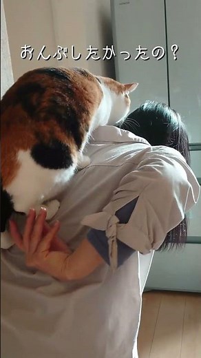おんぶしてもらってドヤ顔ウインクする三毛猫。 #猫 #ねこ #neko #cat #aiじゃない