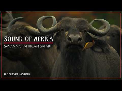 African Tribal Cinematic Soundtrack - Savanna - Africa Safari