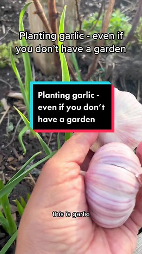 Growing Garlic in Pots for Urban Gardeners