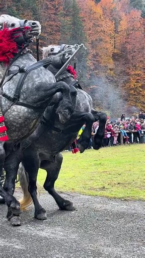 Best of Equines: Stunning Horseback Riding Moments