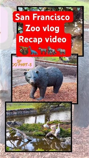 San Francisco zoo | mini vlog | #shorts #zoo #minivlog #sanfrancisco #fyp #explore