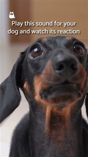 Play this sound for your dog to make him bob his head! 🔉🐶 #DogSounds #SHORTS