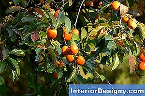 Giardino: Come Potare Un Albero Di Liquidambar - 2026 | It.Interior-Designy.com