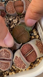 Lithops - Stone plants 🥰 | Succulents