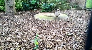 Play is very important in the development of a birds life skills. This week we managed to catch one of the young Kookaburra practicing his hunting skills with this large stick. Kookaburra subdue their prey by hitting it against rocks or branches, making it easier to swallow. #takeovertuesday | Harewood House