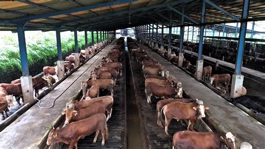 Peternakan Sapi Jumbo: Semangat Ngari Bolo di Puasa