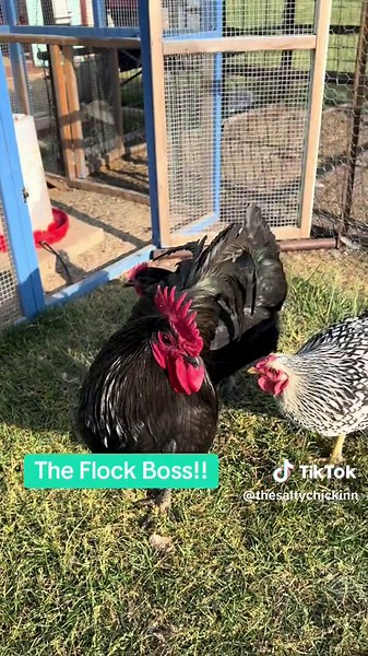 The Flock Boss! Our great rooater! The Black Australorp is one of the top 5 friendly chicken breeds because of its sweet and calm personality. They're considered harmonious and gentle birds that don't cause a lot of ruckus. Making the rooster a fantastic addition to your flock! Fertilizing eggs Roosters are necessary to fertilize eggs laid by hens, so that they can develop into chicks. Protection Roosters can watch for predators in the air and on the ground, and will fight back if they get too c