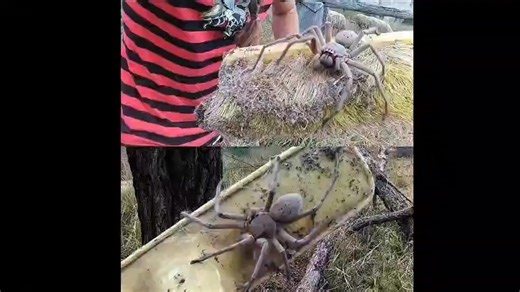 28K views · 169 reactions | Australian giant spider, Aussie wildlife, huge spider video, backyard spider Australia, broom spider Australia, viral Aussie reel, giant huntsman spider, wildlife encounter Australia#AustralianSpider #GiantSpider #AustraliaWildlife #AussieReels #OnlyInAustralia #HugeSpider #SpiderVideo #WildlifeAustralia #NatureReels #ViralReels #TrendingReels #BushLife #ScarySpider #RealWildlife #AussieNature | SpiderVerse Wild | Facebook