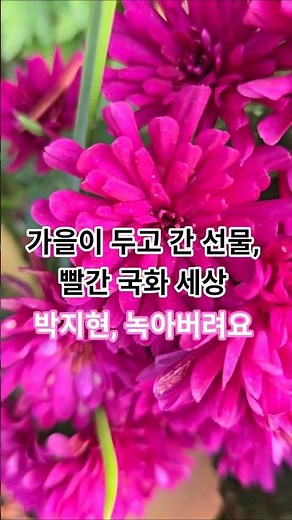 ​가을이 두고 간 선물, 빨간 국화 세상