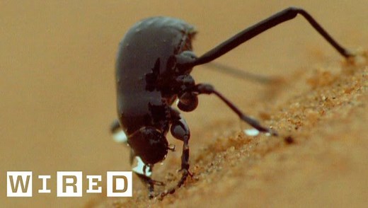 Desert Beetle Harvests Water — The Wonder of Science