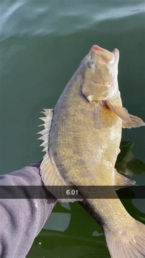 Frozen Smallmouth Bass: A Unique Catch in Michigan