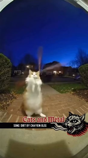 3.4K views · 2.3K reactions | @chaykinmusic delivers a raw blend of sludgy metal, stoner, and doomish chaotic hardcore, driven by dynamic contrasts, piercing guitar solos, and idiosyncratic vocals. For fans of Mastodon, Gojira, Norma Jean. The full EP 'Ember' drops this November. #catsandmetal #metalmemes #catmenes #doom #stoner #sludgemetal | Cats and Metal Music | Facebook