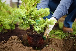 How to Plant Shrubs and Bushes the Right Way