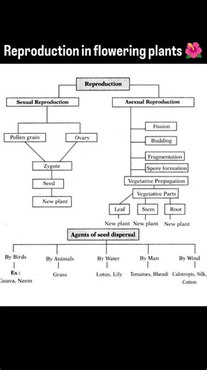Reproduction in flowering plants🥀🌹.....! #biology #reproduction #flowers