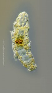 184K views · 1K reactions | They've endured the vacuum of space and all five of Earth's mass extinction events, but did you know that tardigrades could be incredibly useful for medical research? Here are five facts about these microscopic extremophiles. | National Geographic | Facebook