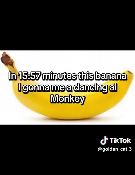 Monkey Dance Compilation: Fun with Chimpanzees