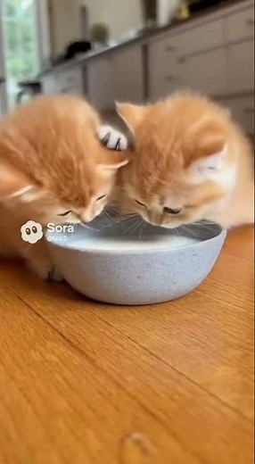 Funny Kittens Fighting for Milk 🍼😂 | Cute Cat Video #shorts