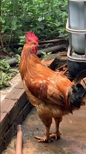 Free-Range Chicken Farming: The Best of Rural Life