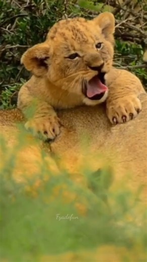 Beautiful Expressions of a Lion Cub 🥰❤️ Those innocent eyes… that tiny open mouth… a lion cub’s beautiful expression that melts every heart 🦁🤍 Pure, playful, and full of wonder 🌿 #LionCub #BeautifulExpression #CuteWildlife #BabyLion #WildlifeReels #NatureMoments #ReelsNature #ViralReels #animals #nature | Fyado fun