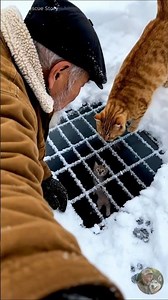 Mother Cat Saves Her Cubs with the Help of an Old Guy! #cat #rescue #animals