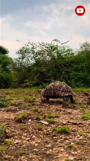 A tortoise with stars on its shell?Nature is insane🤯"StarTortoise #IndianStarTortoise #WildlifeFacts