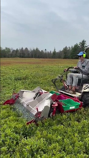Amazing Blueberry Harvester Machine | Modern Blueberry Picking Technology in Action