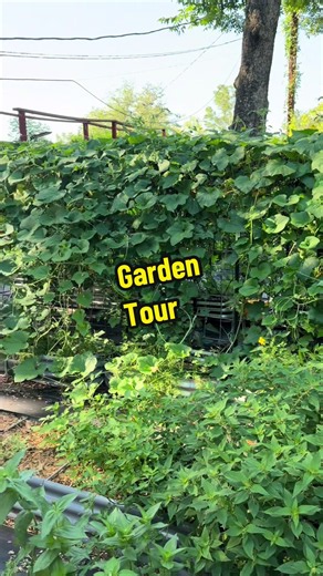 Replying to @taer.alsahfer my garden started out in buckets and with one project at a time over the last few years it takes up my whole back yard 😁 #garden #gardening #tour #dreamscometrue #oneprojectatatime