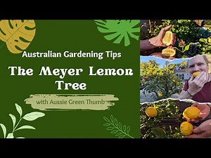 Australian Gardening Tips, The Meyer Lemon Tree