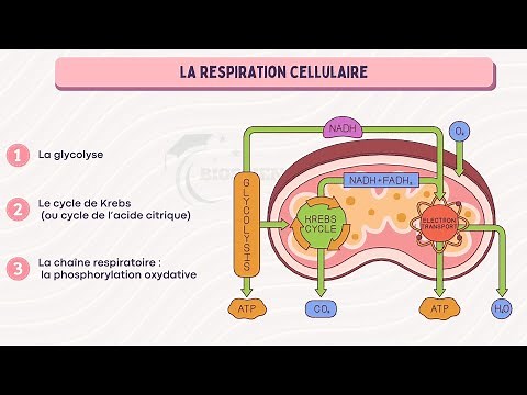 Vidéo 2 Les mitochondries / Synthèse d’ATP : Glycolyse, Cycle de Krebs, Chaîne respiratoire.