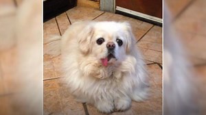 Maine woman dedicated to rescuing Pekingese dogs wants your help