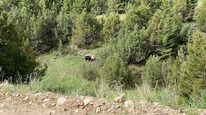 Casey Anderson on Reels